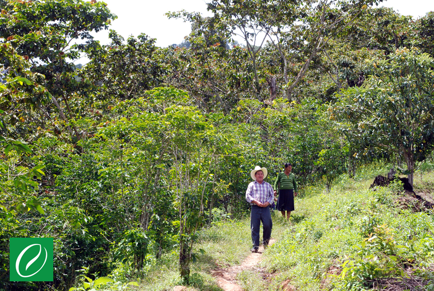 130910-Siltepec7