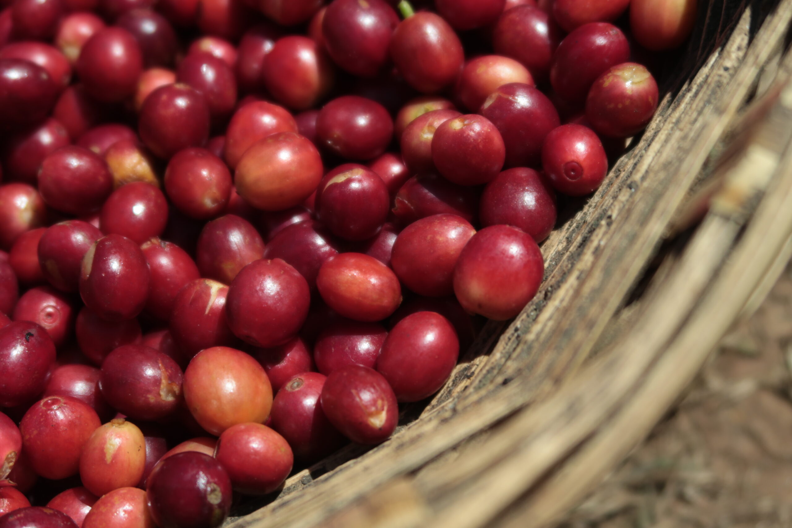 E-Cafe Chiapas coffee