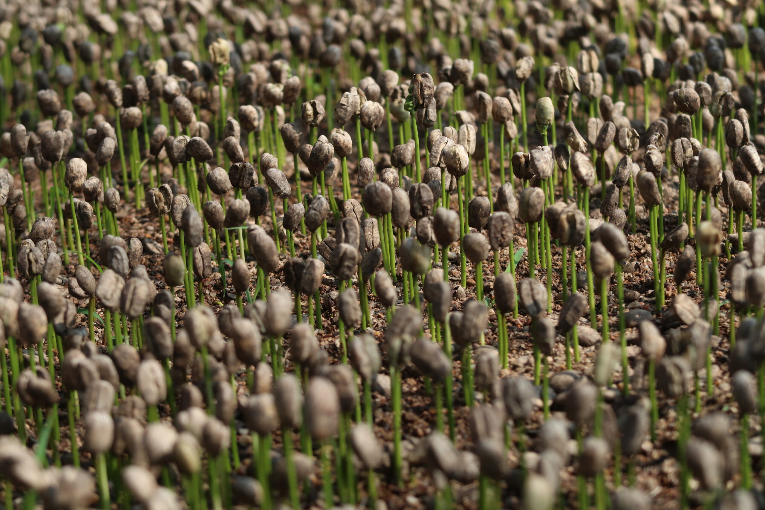 Coffee harvest in Chiapas